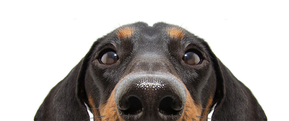 hund-abgeschnitten-2