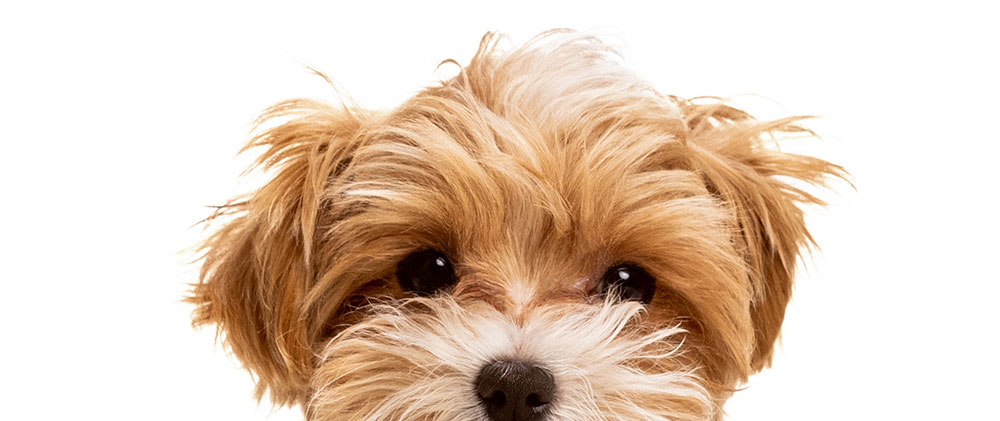 hund-abgeschnitten-5