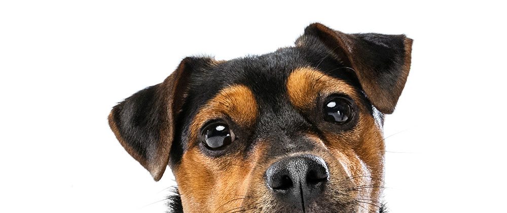 hund-abgeschnitten-6
