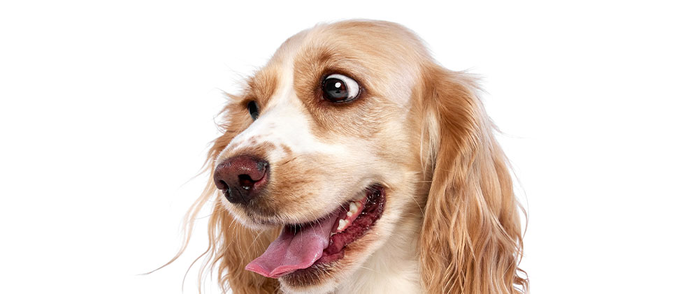 hund-abgeschnitten-7